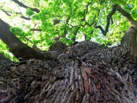 /album/fotogalerie/b14-dsc-8411-500-let-pameti-mista-jpg/